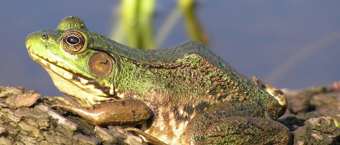 Image of a frog